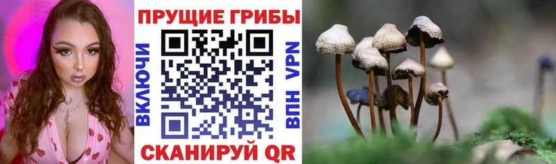MEGA онион  где можно купить   Мышкин  Галлюциногенные грибы мицелий 